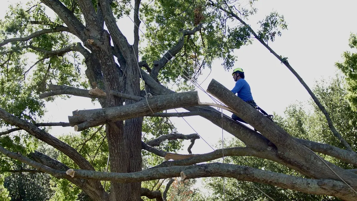Professional Crown Thinning performed by certified arborists in Van Horne