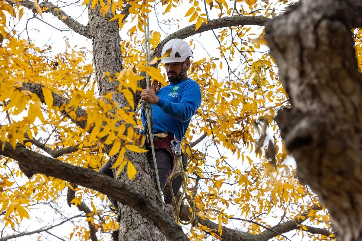 Skilled Tree Pruning crew working in Van Horne