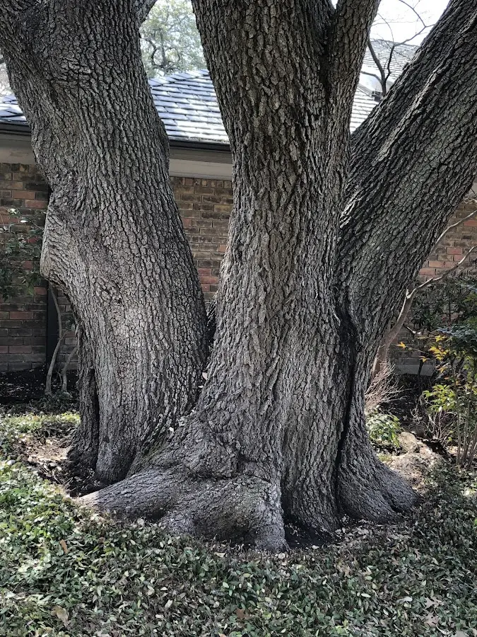 Mature heritage tree close to a Van Horne property cared for by certified arborists